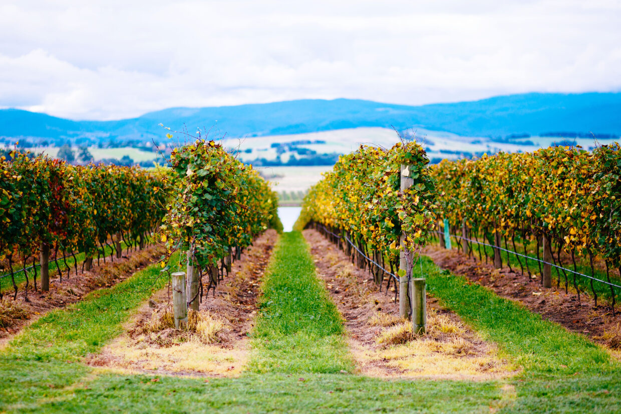 FOR PRECINCT GP22 YARRA VALLEY 1